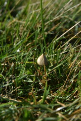Obraz premium liberty caps also known as magic mushrooms growing in the wild