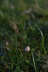 liberty caps also known as magic mushrooms growing in the wild