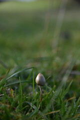 liberty caps also known as magic mushrooms growing in the wild