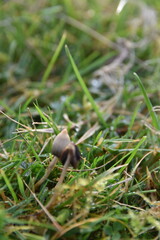 Obraz premium liberty caps also known as magic mushrooms growing in the wild