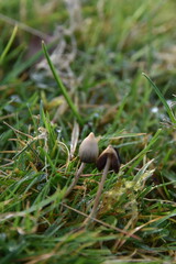 Obraz premium liberty caps also known as magic mushrooms growing in the wild