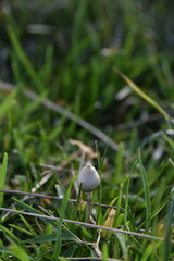liberty caps also known as magic mushrooms growing in the wild