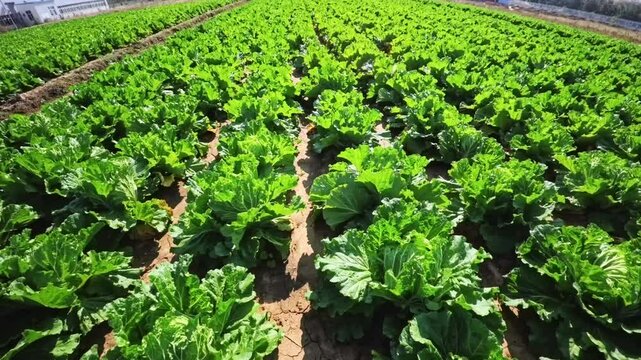Chinese cabbage on an agriculture field,vegetable rows. farming, agriculture. Landscape with agricultural land. crops