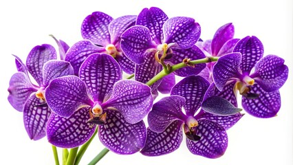 Purple Vandas species orchids on white background, Close-Up