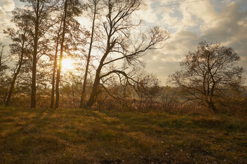 wschód słońca,drzewa 