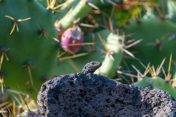 Little Friend
