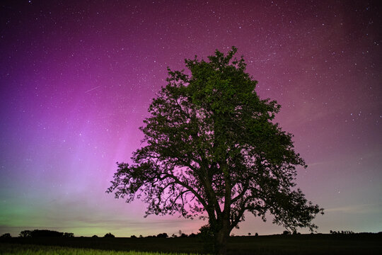 Aurora Tree