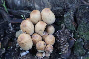 CHAMPIGNONS