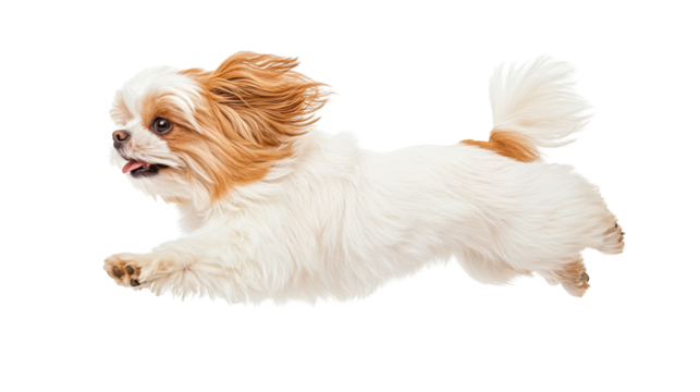 A fluffy dog joyfully leaps through the air against a white background, showcasing its playful spirit and energetic demeanor.