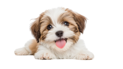 A cute puppy with brown and white fur, lying down and smiling, set against a white background.