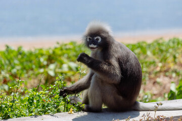 A gray langur relaxes on the ground, surrounded by vibrant green plants, as it enjoys a leisurely afternoon in its natural habitat, basking in sunlight