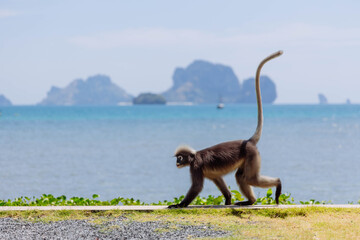 A monkey strolls past a coastal pathway, showcasing its long tail against the backdrop of an expansive ocean and distant islands under a clear sky © angel_nt