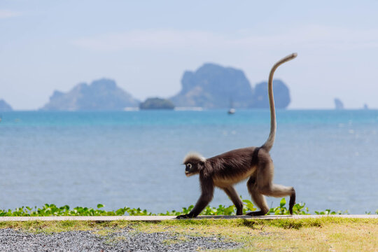 A monkey strolls past a coastal pathway, showcasing its long tail against the backdrop of an expansive ocean and distant islands under a clear sky