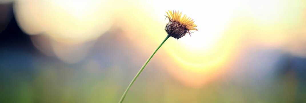  A single flower on a stem with a blurred sunbackground