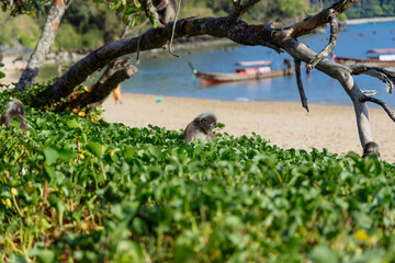 A curious monkey is seen among vibrant greenery, exploring its surroundings near a serene beach. Background features boats and clear skies, creating a picturesque coastal scene