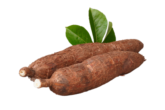Cassava root and its leaf isolated transparent