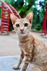 Wild stray orange ginger young cat with sitting pose isolated on vertical ratio outdoor park and playground environment background.