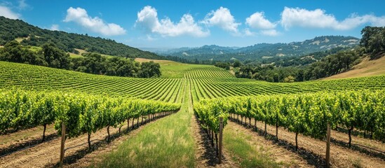 Fototapeta premium Lush green rows of grapevines in a vineyard, stretching towards distant hills under a bright blue sky with fluffy white clouds.