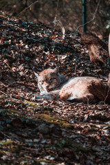 Obraz premium foto di paesaggi e animali 