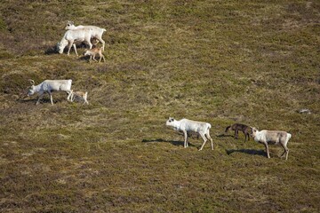 Fototapeta premium Reindeer (rangifer tarandus) in mountain meadow in summer, Varanger Peninsula, Norway.