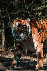 Obraz premium foto di paesaggi e animali 