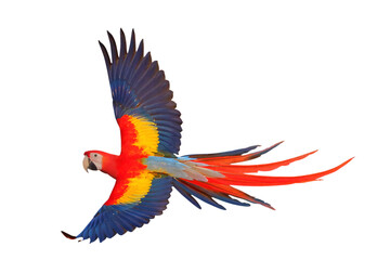Obraz premium Colorful flying Scarlet Macaw parrot isolated on transparent background png file