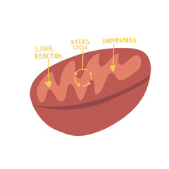 Mitochondria Biology
