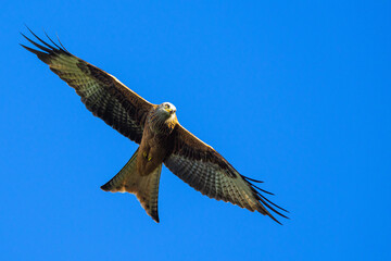 Red Kite, Milvus milvus, bird in flight