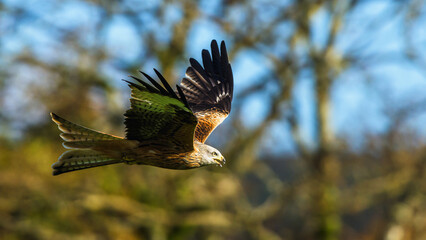 Red Kite, Milvus milvus, bird in flight