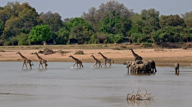 herd of Thornicroft's giraffes (Giraffa camelopardalis thornicrofti) crossing Luangwa River, group of elephants (Loxodonta africana) in front, South Luangwa National Park, Mfuwe, Zambia, Africa
