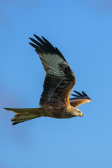 Fototapeta premium Red Kite, Milvus milvus, bird in flight