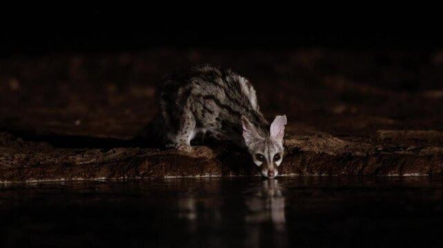a genet close-up drinking water at nighttime