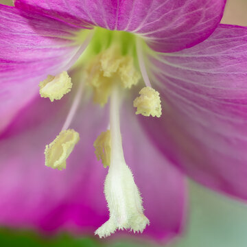 Bl&uuml;te Weidenr&ouml;schen