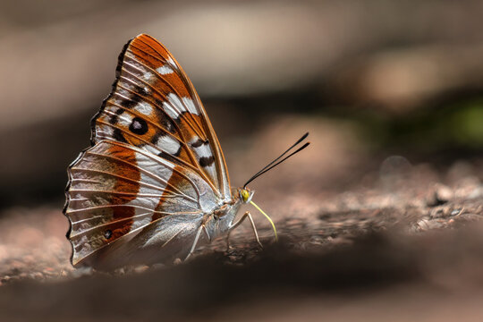 Apatura iris