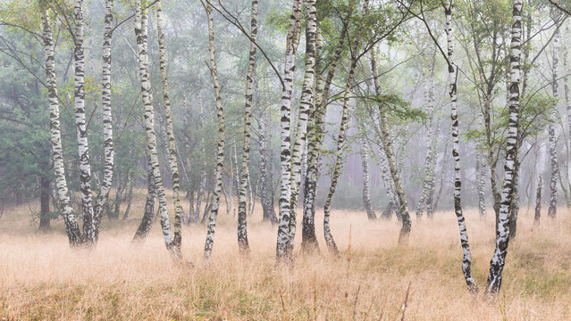 Birkenwald