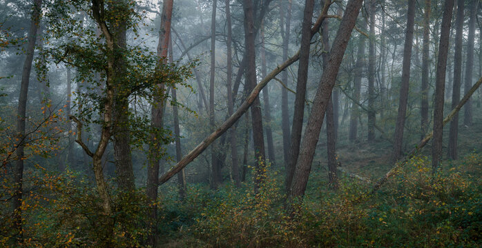 Kiefernwald