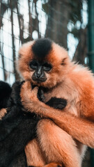 Animali veri