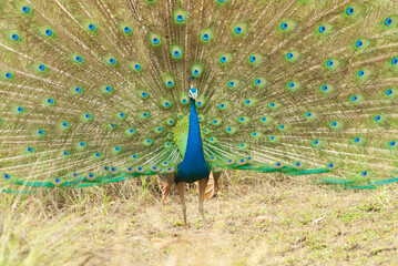 Obraz premium Indian peacock exhibiting its plumage, Kanha National Park, Madhya Pradesh, India