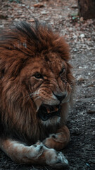 Animali veri