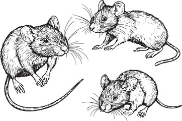 Set rats. Hand drawn vector illustration	