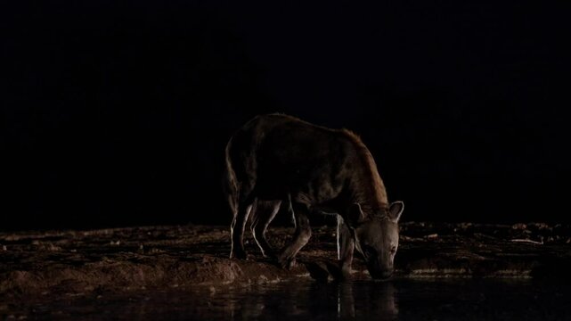  thirsty spotted hyenas at the waterhole