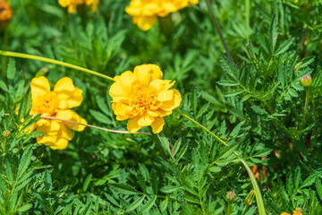 Fototapeta premium Bright Yellow Marigold in Bloom