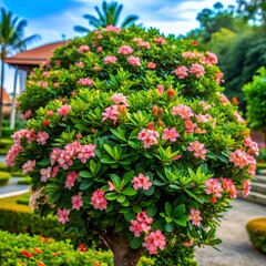 Naklejka premium a blooming, blooming small exotic tree growing as a decoration at home