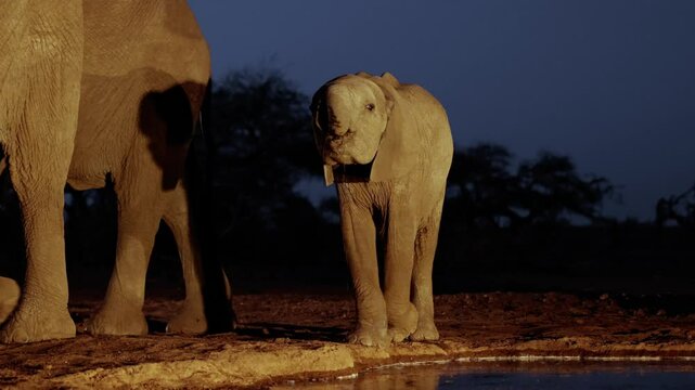 Breeding herd of elephants drinking water close-up