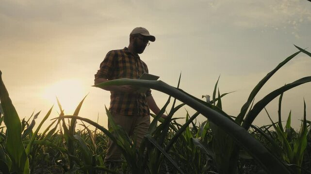 Silhouette of a successful farmer at sunset checking the integrity, ripening corn in a field walking with a digital tablet in his hands