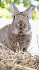 cute rabbit on the farm