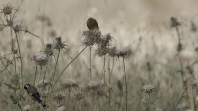 Greenfinch feeding on Thistle, Jerusalem, Israel
Tele shot from Israel, 2024
