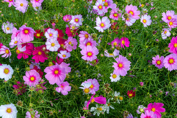 Blooming Cosmos Flowers in Vibrant Colors