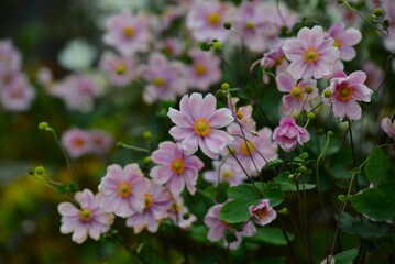 Naklejka premium 秋牡丹 秋冥菊（シュウメイギク）