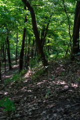 Obraz premium Green forest at Frontenac State Park on a sunny day near Frontenac, Minnesota.
